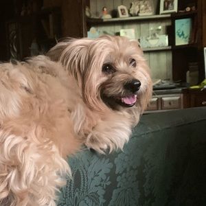 Meet your Posher, David